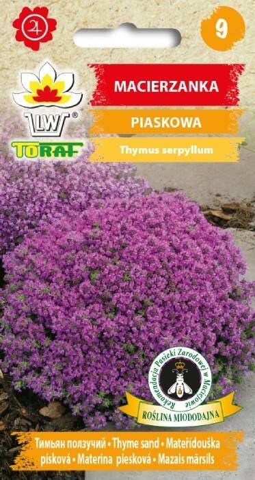 Macierzanka piaskowa Fioletowa Purpurowa nasiona kwiatów 0,1 g Toraf kwiaty