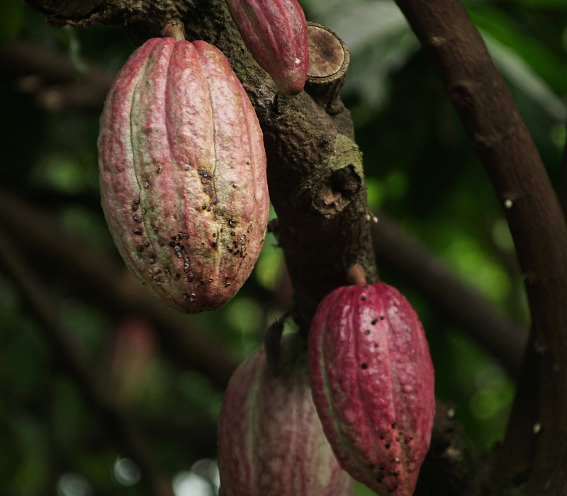 z czego robi się błonnik kakaowy