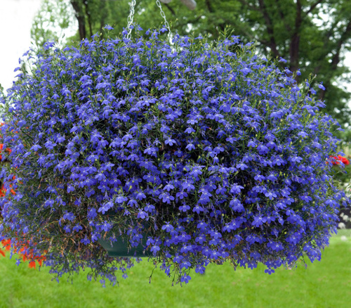 Lobelia zwisająca niebieska - nasiona 0,1 gr - Toraf