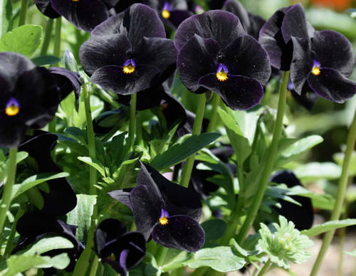 Bratek wielkokwiatowy czarny duże kwiaty  - nasiona 0,2 g - Toraf