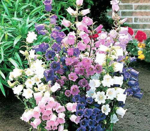 Dzwonek ogrodowy - roślina miododajna mix kolorów - nasiona 1 g - Toraf