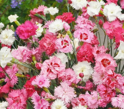Goździk Pierzasty Spring Beauty mix kolorów - nasiona 0,5g - Toraf