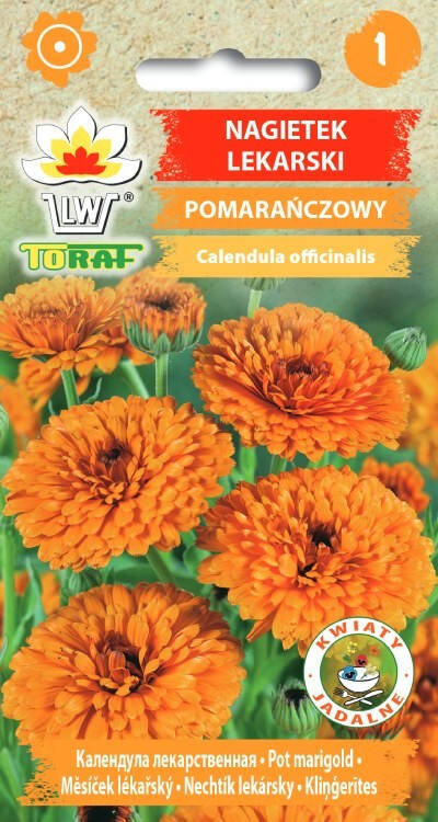 Nagietek lekarski pomarańczowy nasiona 1 g Toraf kwiaty jadalne