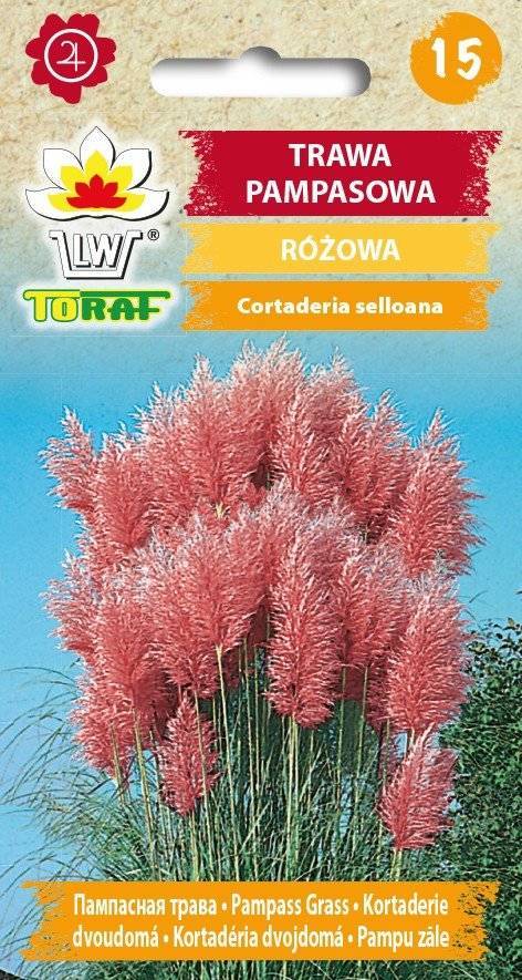 Trawa pampasowa różowa wysoka, ozdobna - nasiona 0,1 g - Toraf